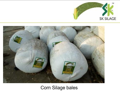 CORN SILAGE