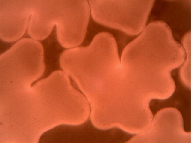 Digital Microscope / Fibre Cross Section
