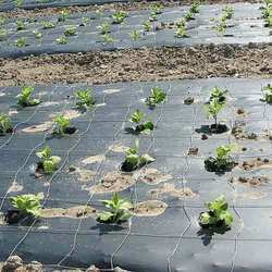 Mulching Films