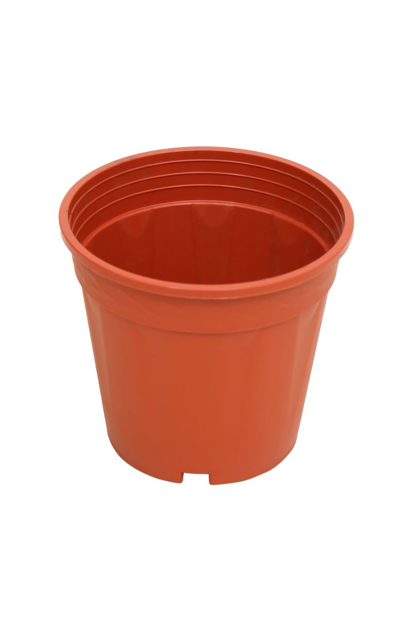 6inch Flower pots Terracotta