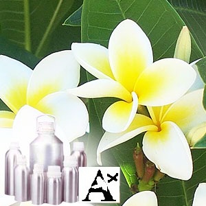 ANCIENT HEALER 100% PURE FRANGIPANI OIL