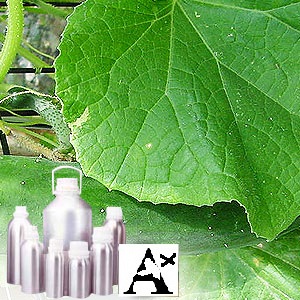 ANCIENT HEALER 100% NATURAL & PURE CUCUMBER CARRIER OIL