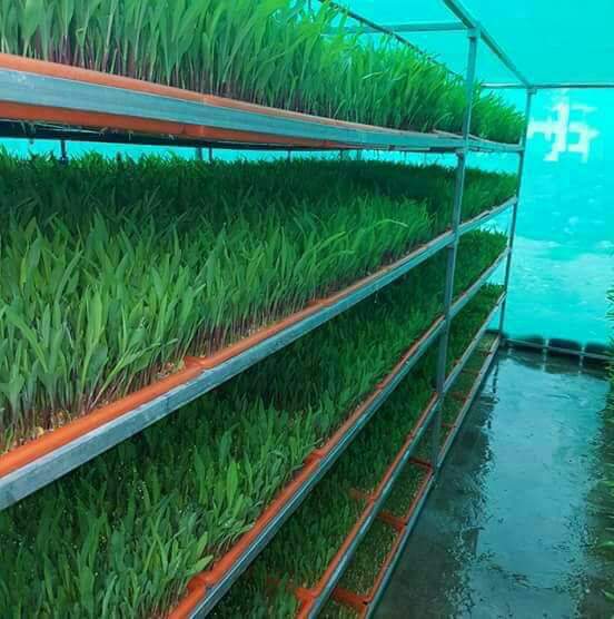 Hydroponic Fodder Unit