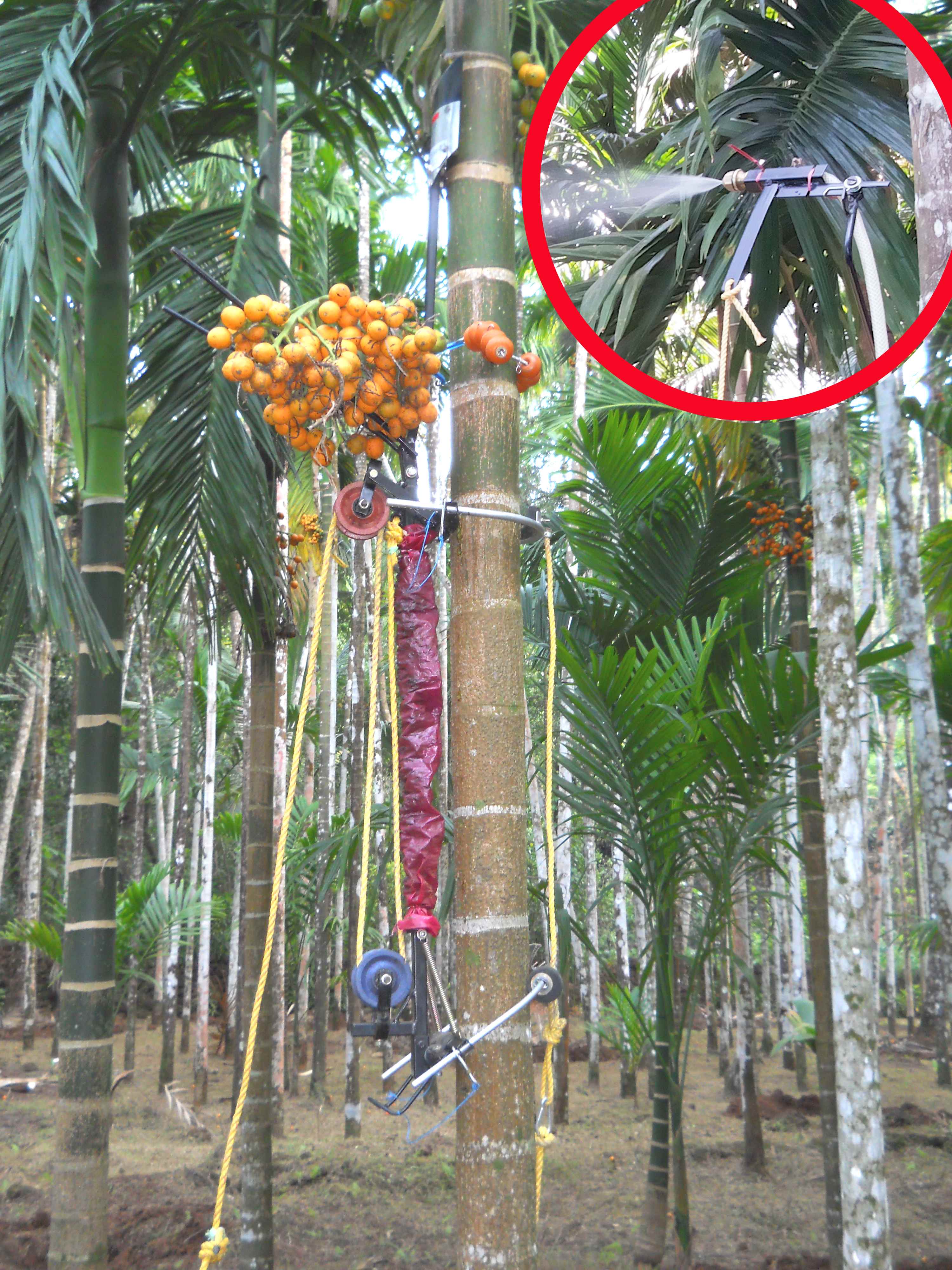 Arecanut/Palm Tree Climber With Harvesting & Spraying (with wire remote control) Attachments  