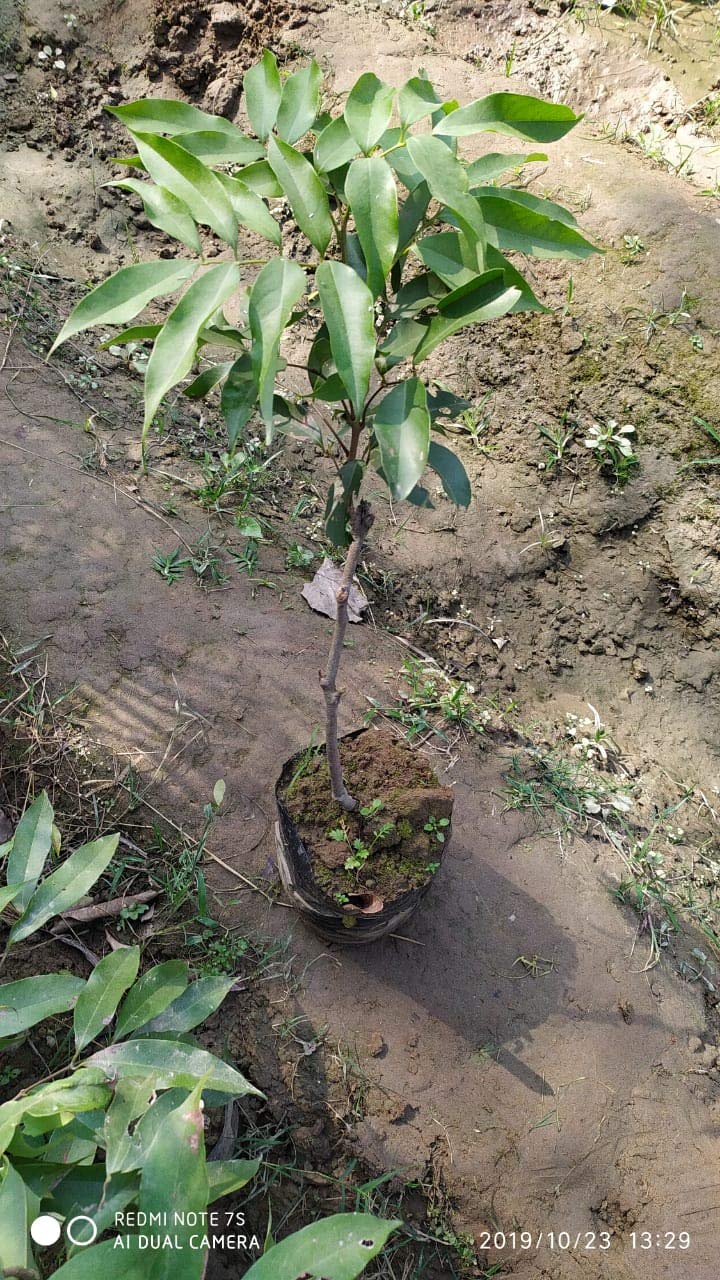 asasa nursery organic farms Litchi Fruit Grafted Plant