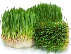 Wheat Grass Powder