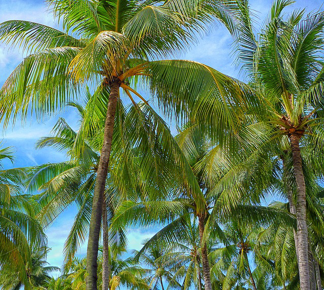 Frozen coconut powder plant