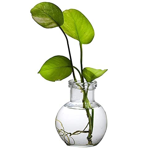 MITHILA™ Round Glass Vase For Money Plant, Lucky Bamboo Plant etc, Elegant Ball Shaped (12X10 Cm, Clear)