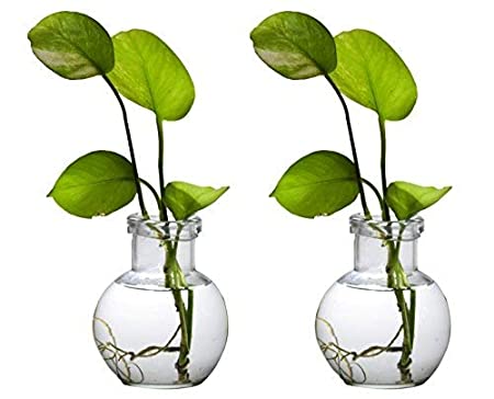 MITHILA™ Round Glass Vase For Money Plant, Lucky Bamboo Plant etc, Elegant Ball Shaped, Set of 2 vases (12X10 Cm, Clear)