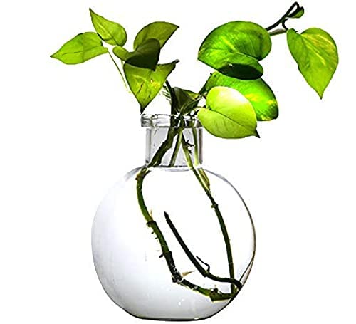 MITHILA™ Round Glass Vase For Money Plant, Lucky Bamboo Plant, Elegant Ball Shaped (20X16 Cm, Clear)