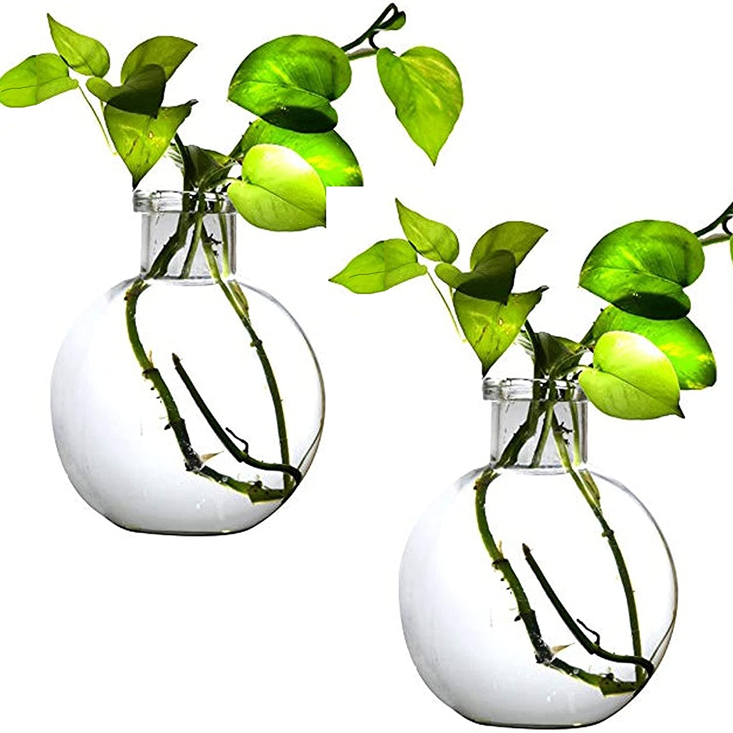 MITHILA™ Round Glass Vase For Money Plant, Lucky Bamboo Plant, etc, Elegant Ball Shaped, Set of 2 vases (20X16 Cm, Clear)