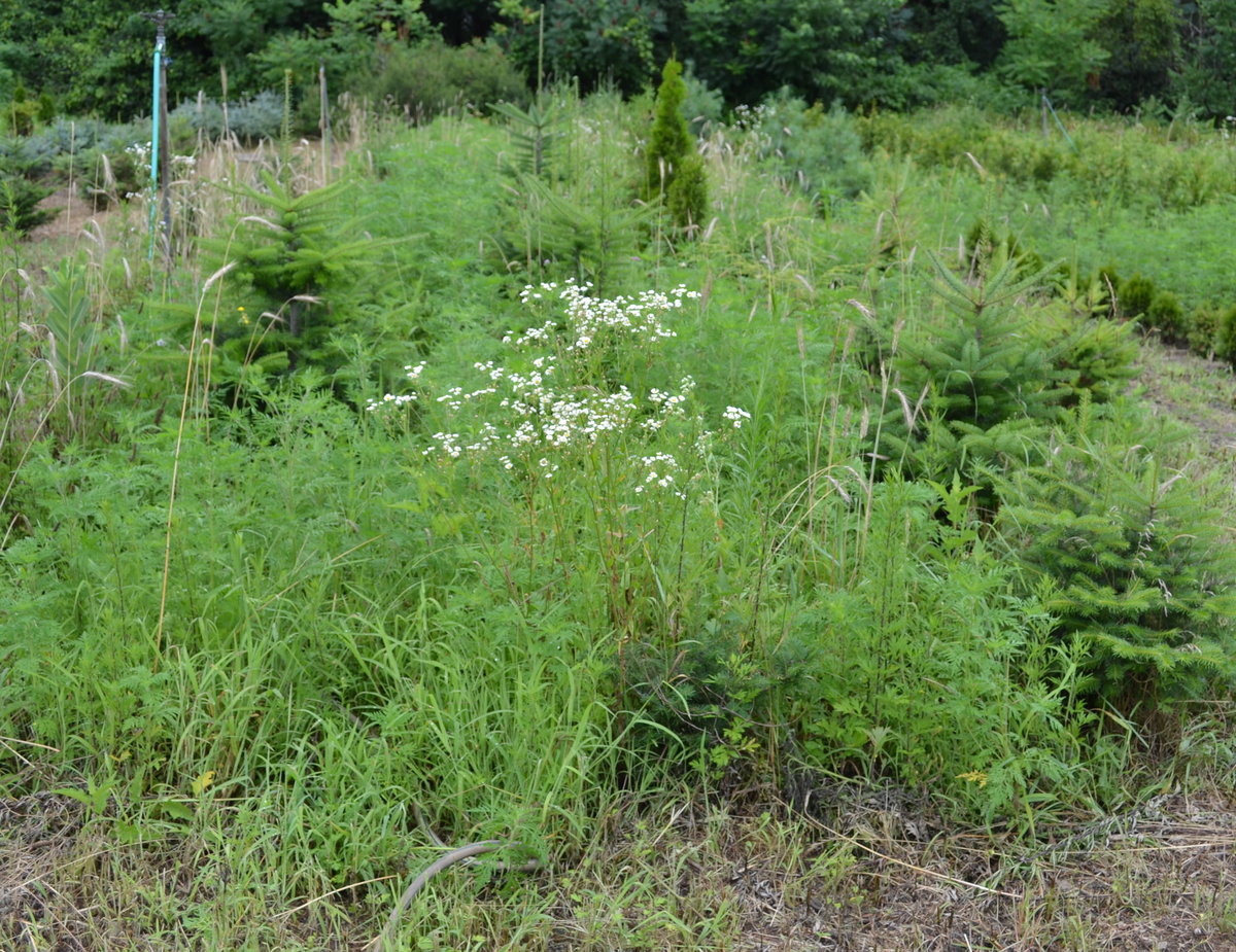 Weeds Control Service