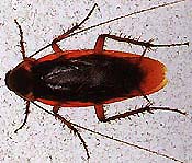 General Pest Control Services