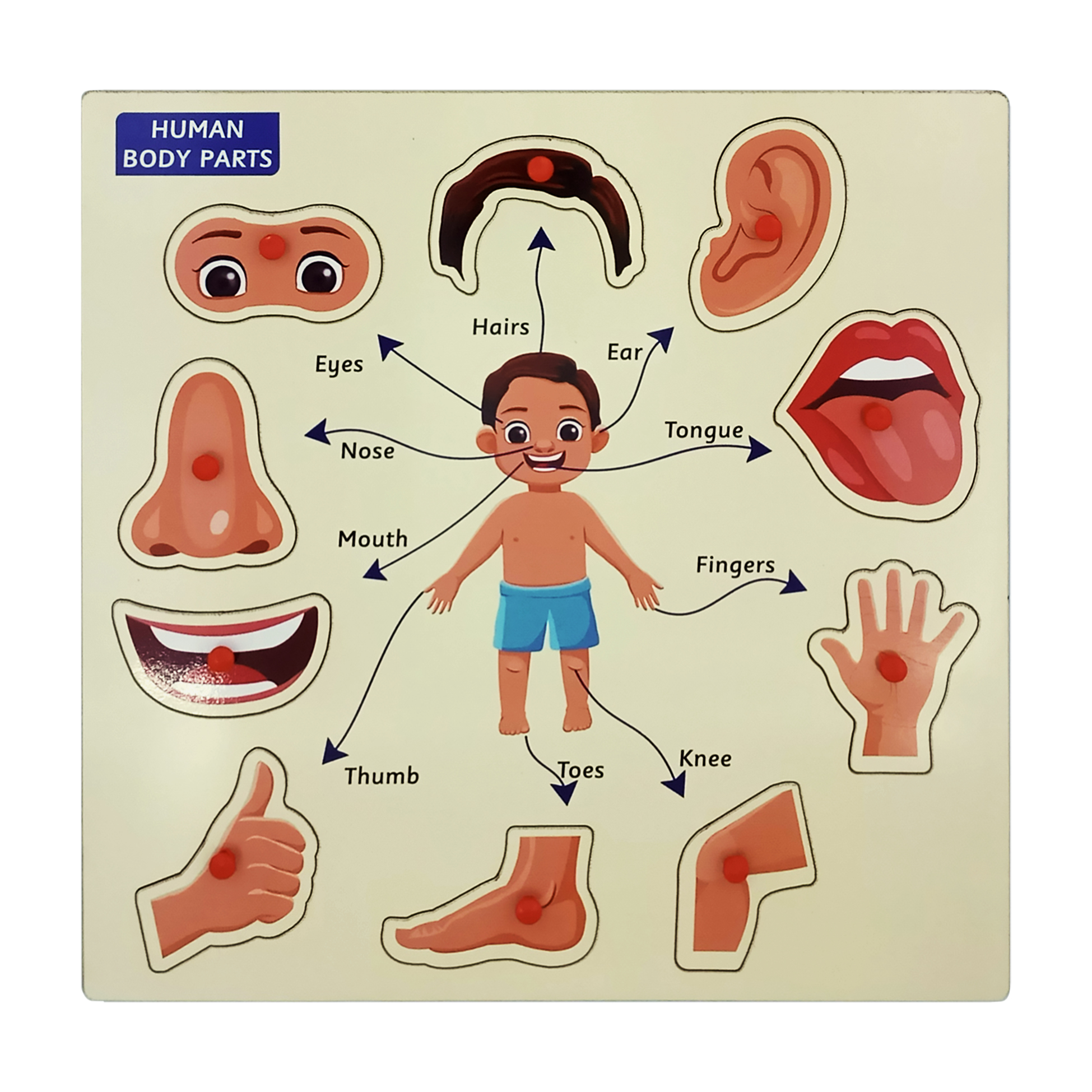  Body Parts Toddler Puzzles for Kids Ages 2-4 Montessori Wooden Puzzles for Children 2-3 Years Old – Preschool Game for Learning Human Body Parts 