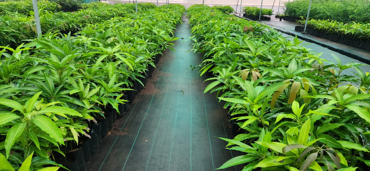 Mango Plant