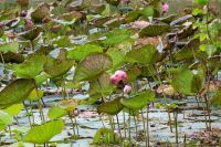  INDIAN  LOTUS PERFUME OIL-A NATURAL AROMA OIL FOR REALISING CONSCIOUSNESS  IN DIVINE WAY OF LIFE THROUGH POOJA, YOGA, MEDITATION AND RITUALS