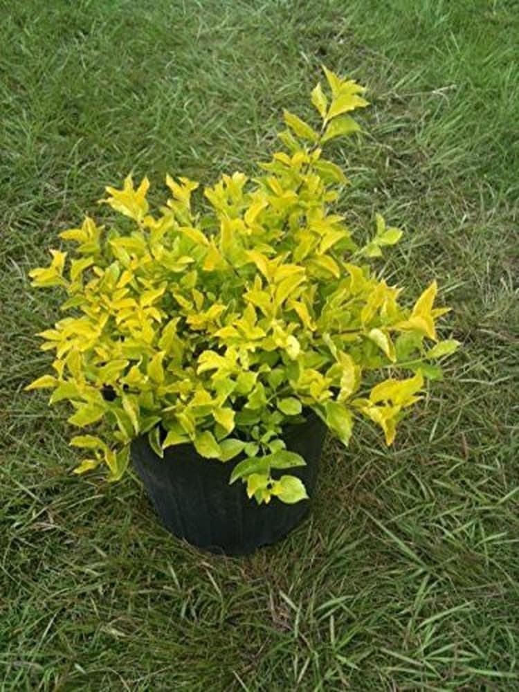  Ornamental landscaping  Duranta plant  - Duranta erecta 