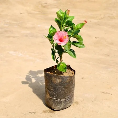  Ornamental flower   Hibiscus Plant  - Hibiscus rosa-sinensis  