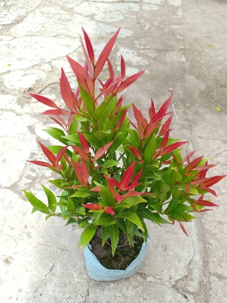  Ornamental flower   Red tip Photonia Plant  - Photinia 