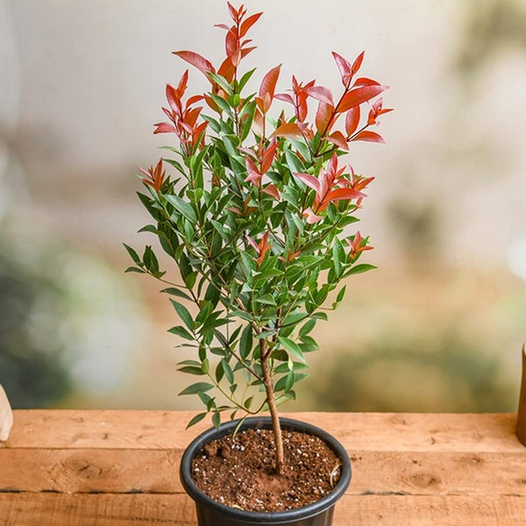 Ornamental landscaping  Eugenia Plant  -  Eugenia sprengelii 