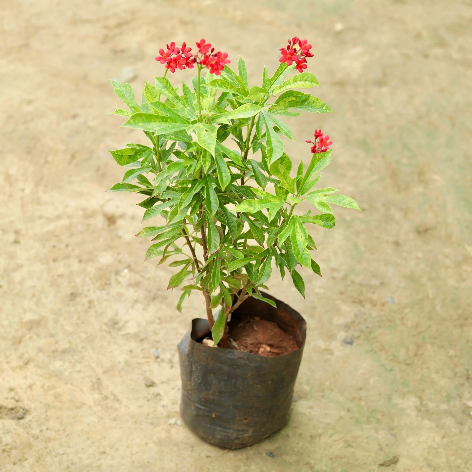  Ornamental flower   Jatropha Plant - Jatropha curcas 