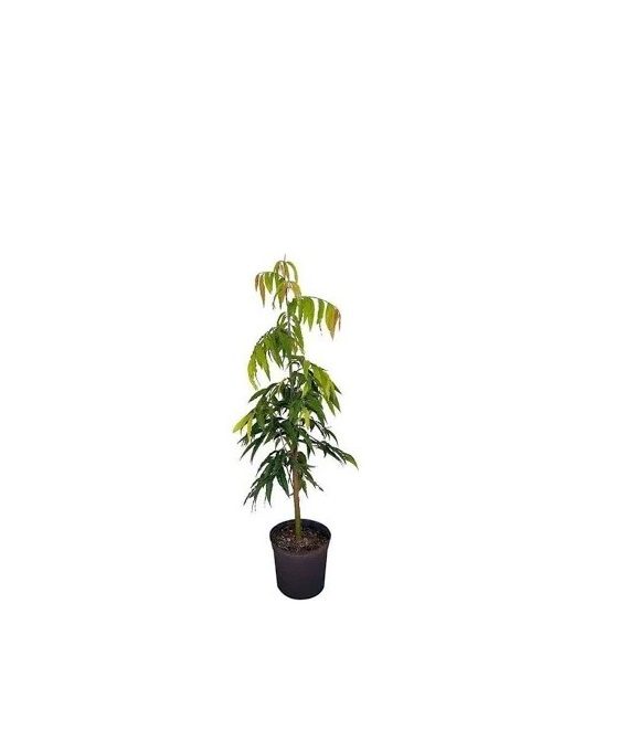  Ornamental landscaping  Ashoka Plant - Saraca asoca 