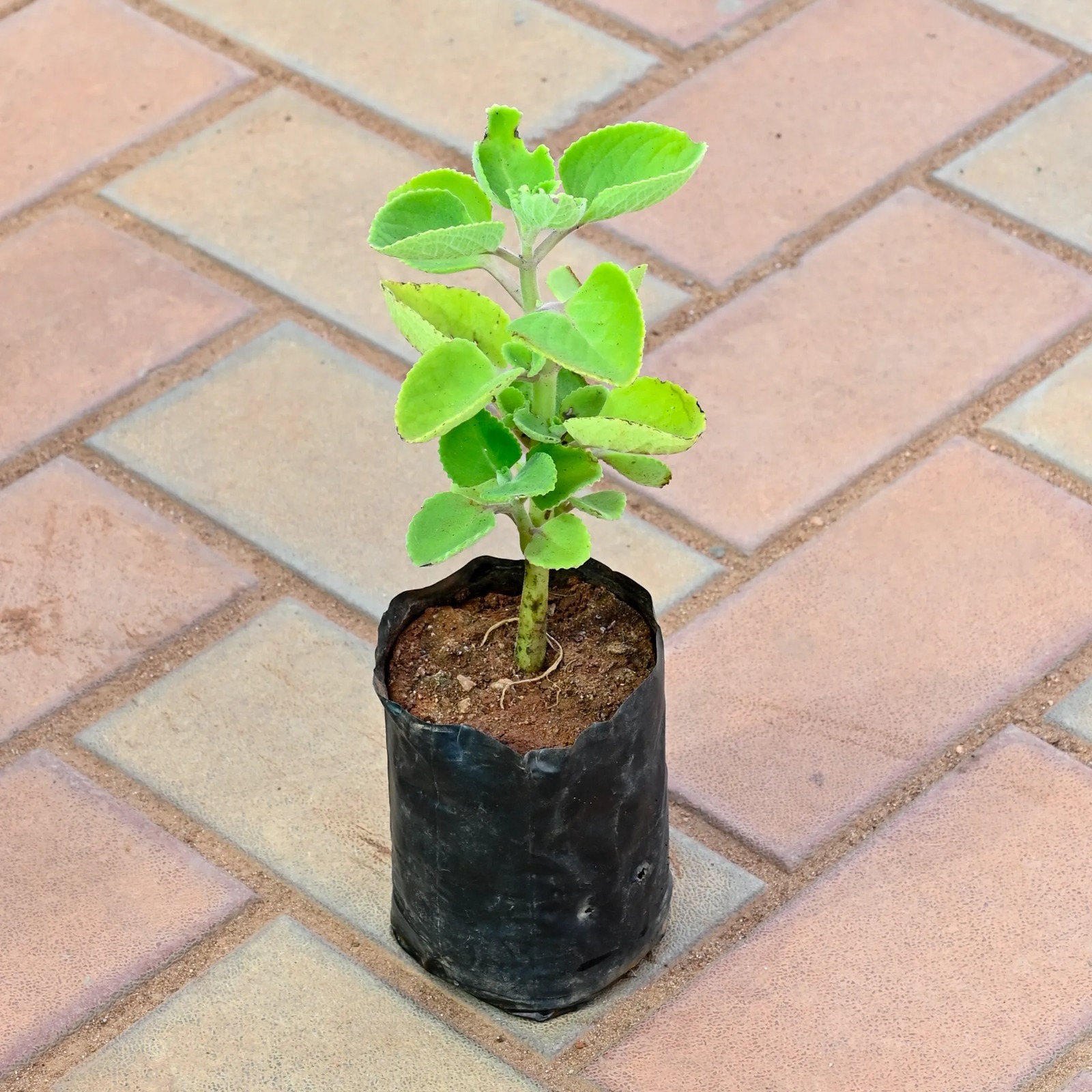  Medicinal  Ajwain plant  - Trachyspermum ammi 