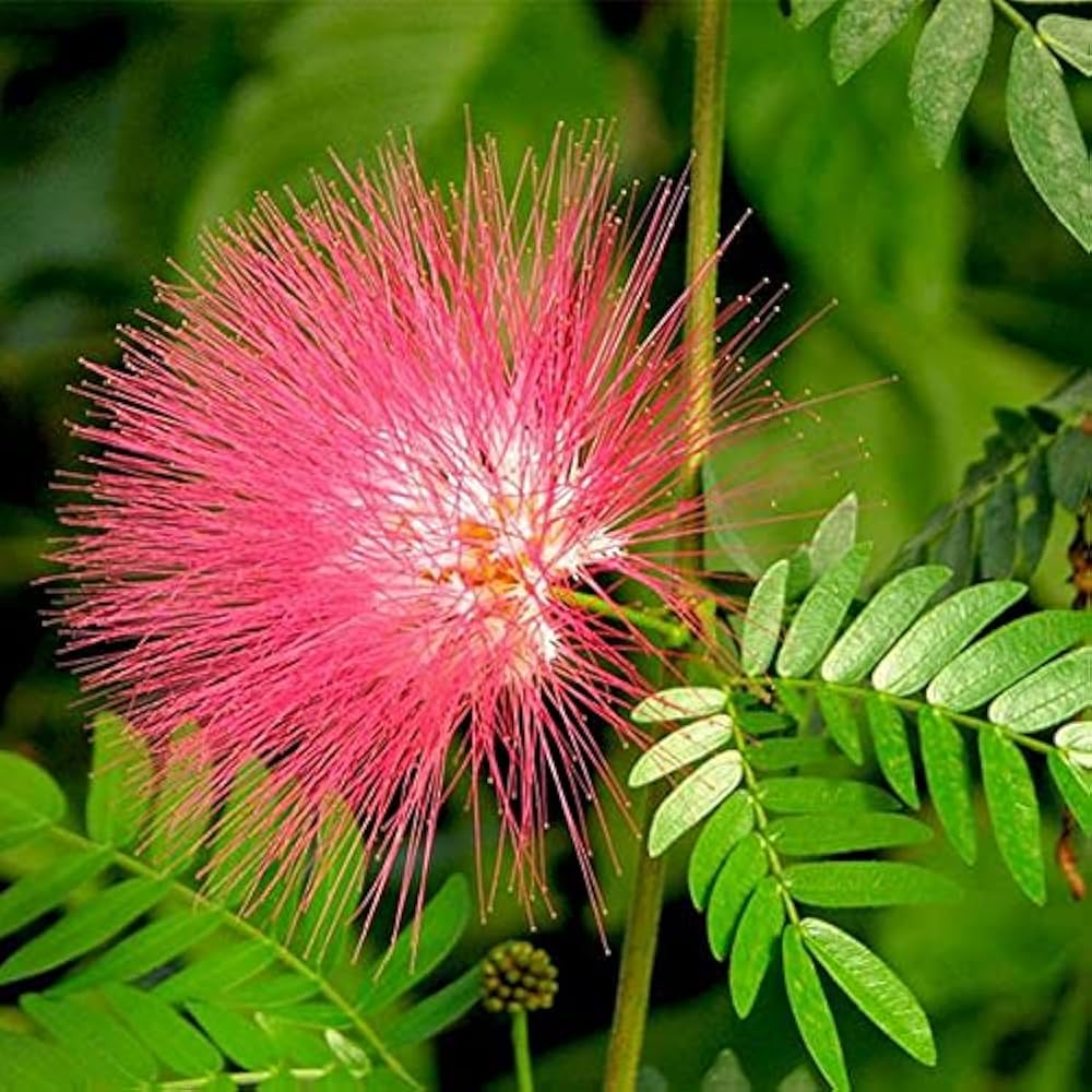  Forest landscaping  Raintree Plant   - Samanea saman 