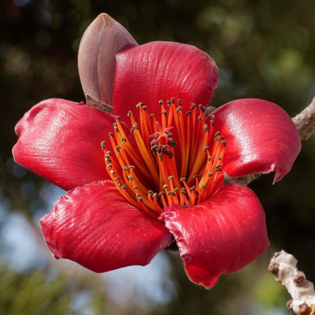  Forest landscaping  Bombox Plant - Bombax ceiba 