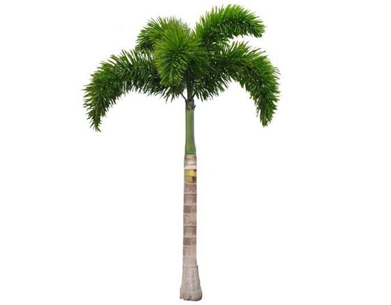 Ornamental landscaping Fox tail - Setaria italica 