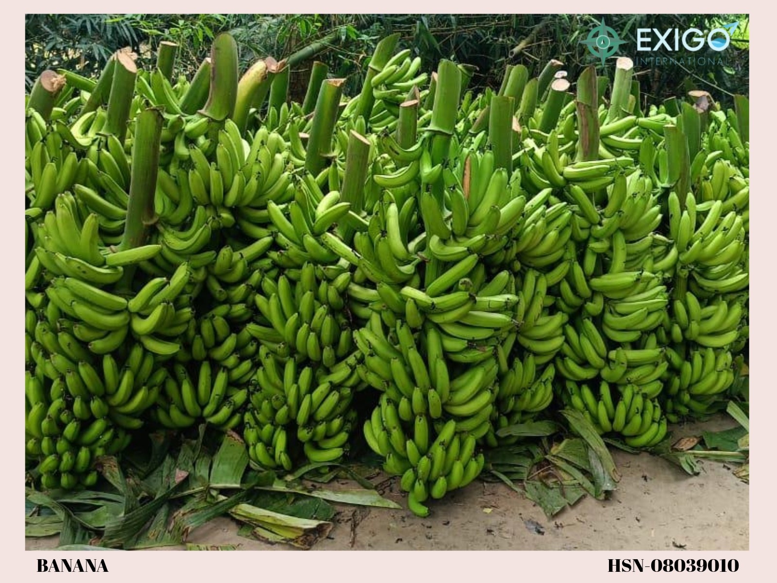 Fresh Indian Bananas – G9, Grand Nain, Yelakki & Robusta Varieties | Premium Export Quality
