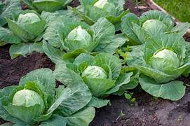 cabbage