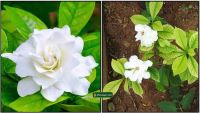 DIVINE FRAGRANCE - PARIJATHAM PREMIUM GRADE THE NATURAL DIVINE FLORAL AROMA FOR REALISING KRISHNA CONSCIOUSNESS IN DIVINE WAY OF LIFE