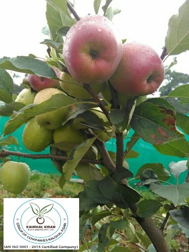 HRMN-99 Apple Plant