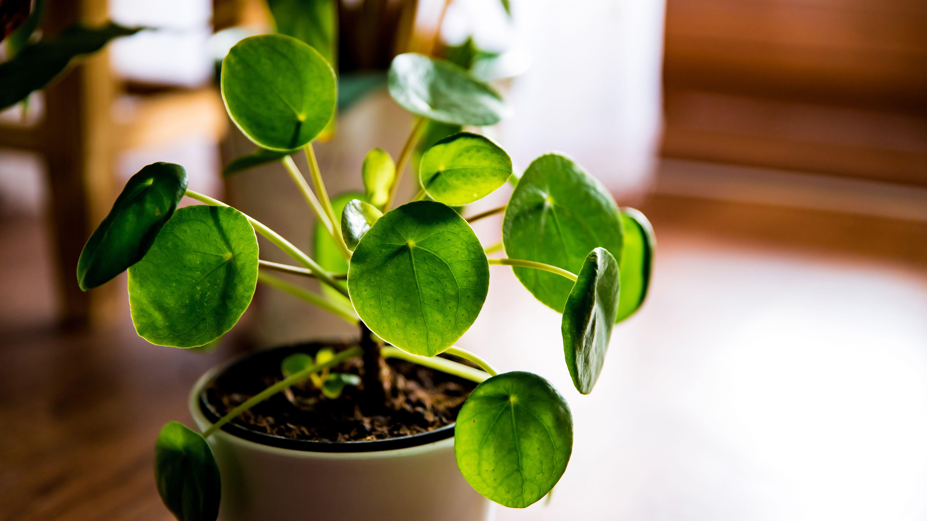 Money Plant