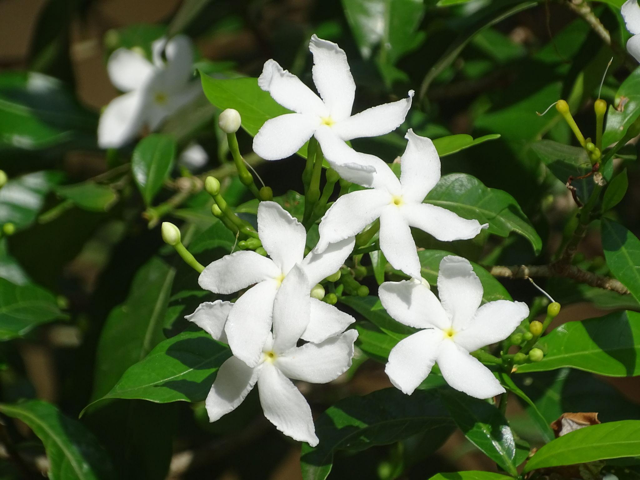 Chandni Plant