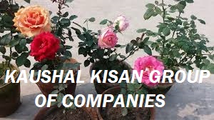 Rose Plant