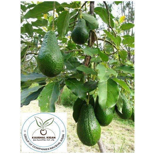 Avocado Plant