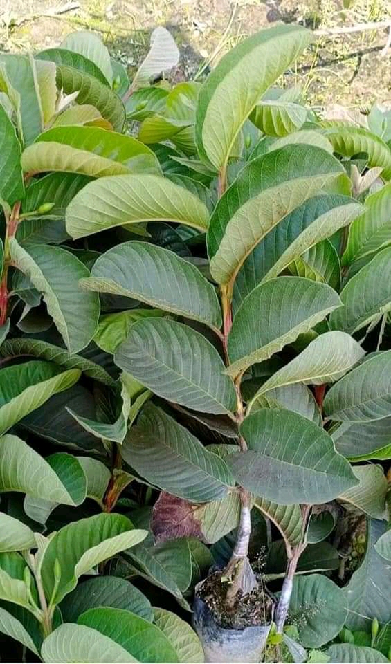 Red Diamond Guava Plant