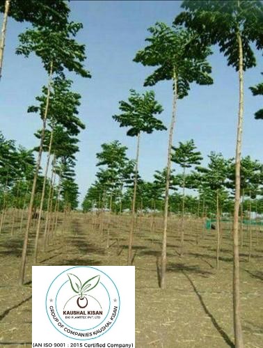 Malabar Neem Plant (Melia dubia)