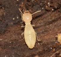 Anti-termite Treatment