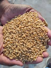 WHEAT 