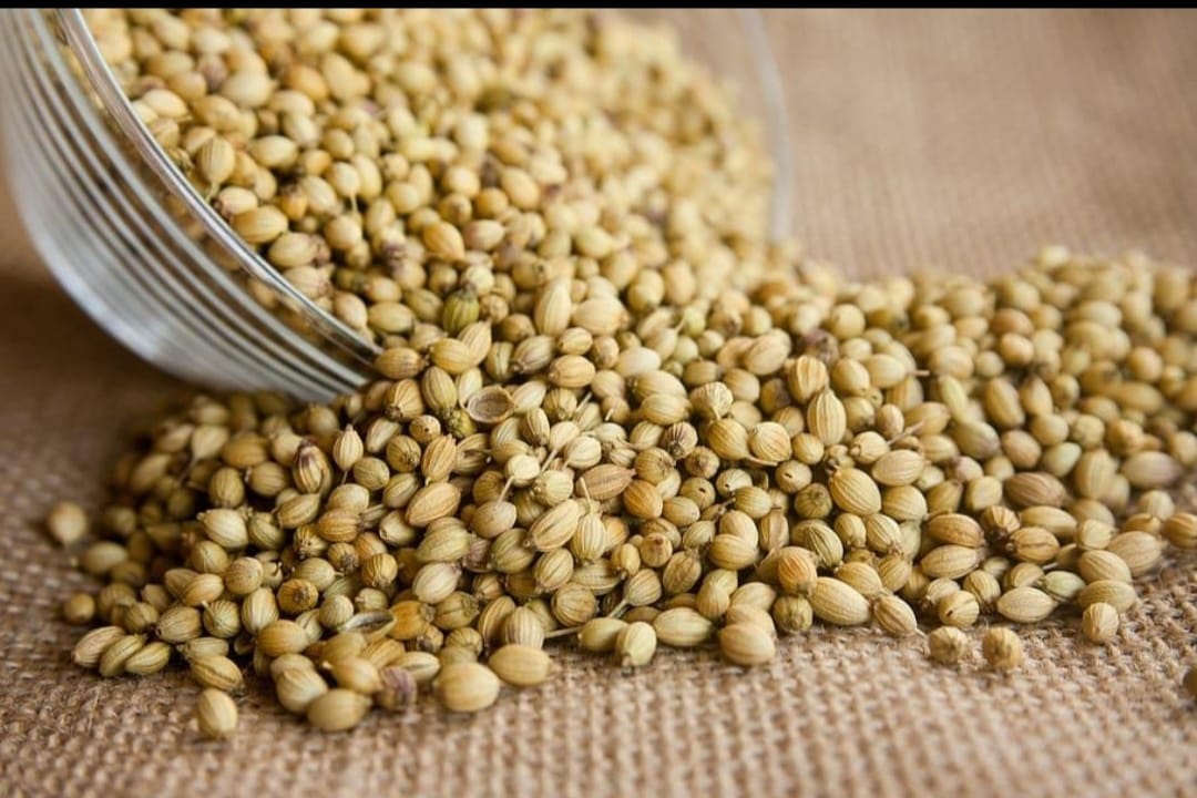 Whole Coriander Seeds