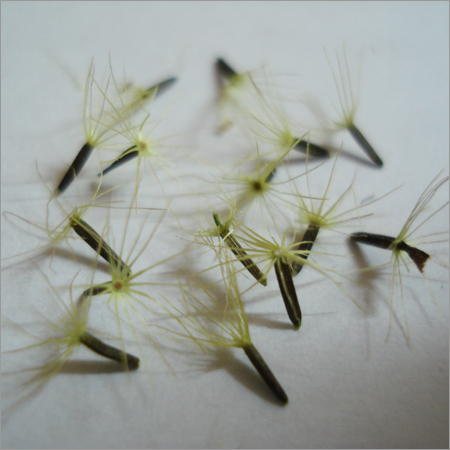 Stevai seeds