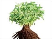 Stevia sampling/plant